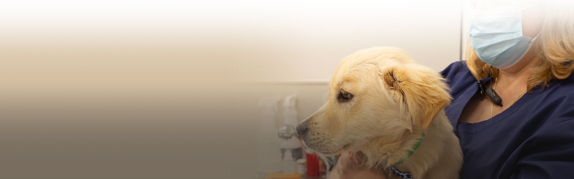 labrador golden retriever puppy dog being groomed by vets for surgery at culebra creek veterinary hospital and resort
