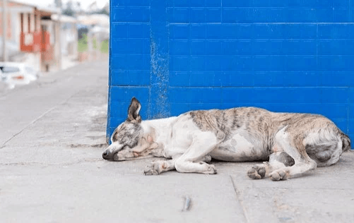 Top 4 Causes of Seizures in Dogs