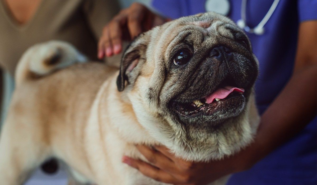 Welcome to Culebra Creek Veterinary Hospital & Resort