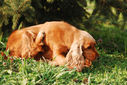 Signs Your Pet May Have Allergies