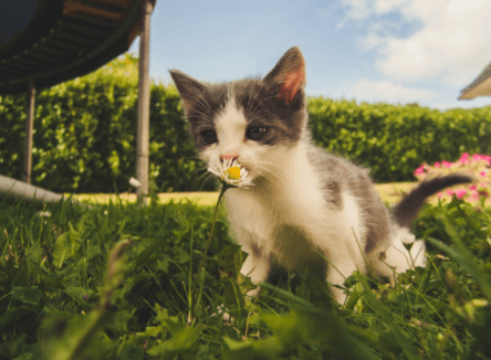 Finding a Pet Surgeon in San Antonio