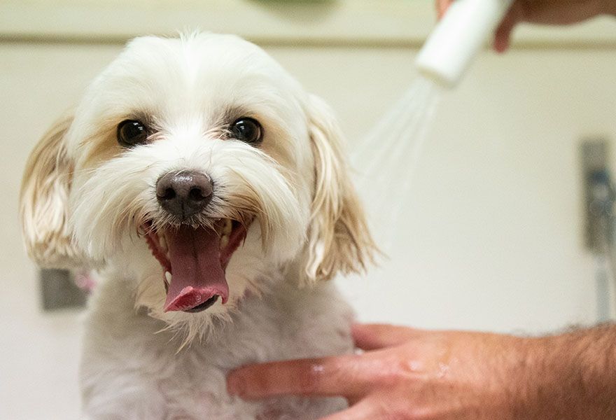 furry dog being bathed by pet groomer at culebra creek veterinary hospital and resort