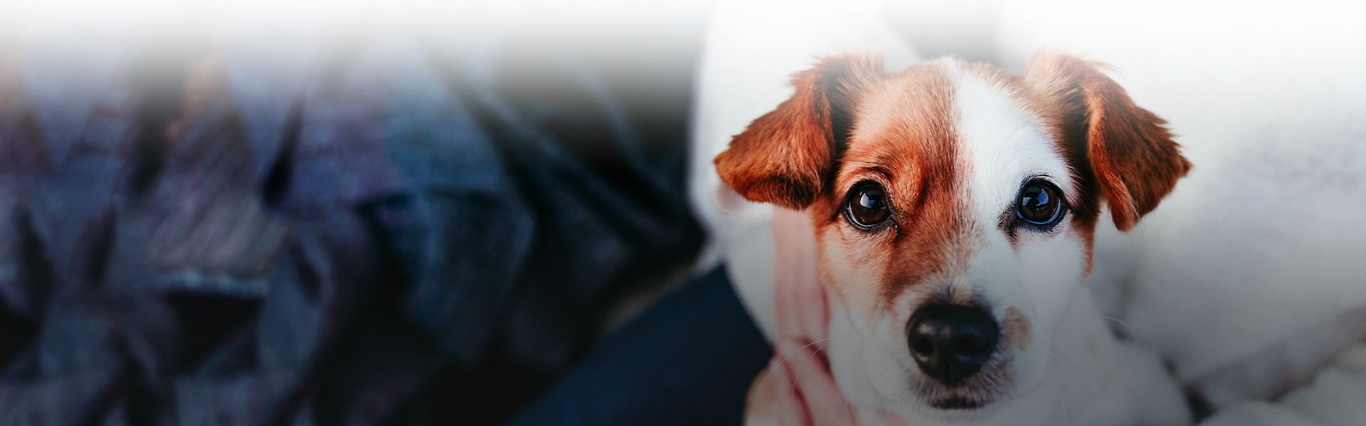 jack russell dog looking at the camera sitting on the legs of a woman wearing a white sweater at culebra creek veterinary hospital and resort
