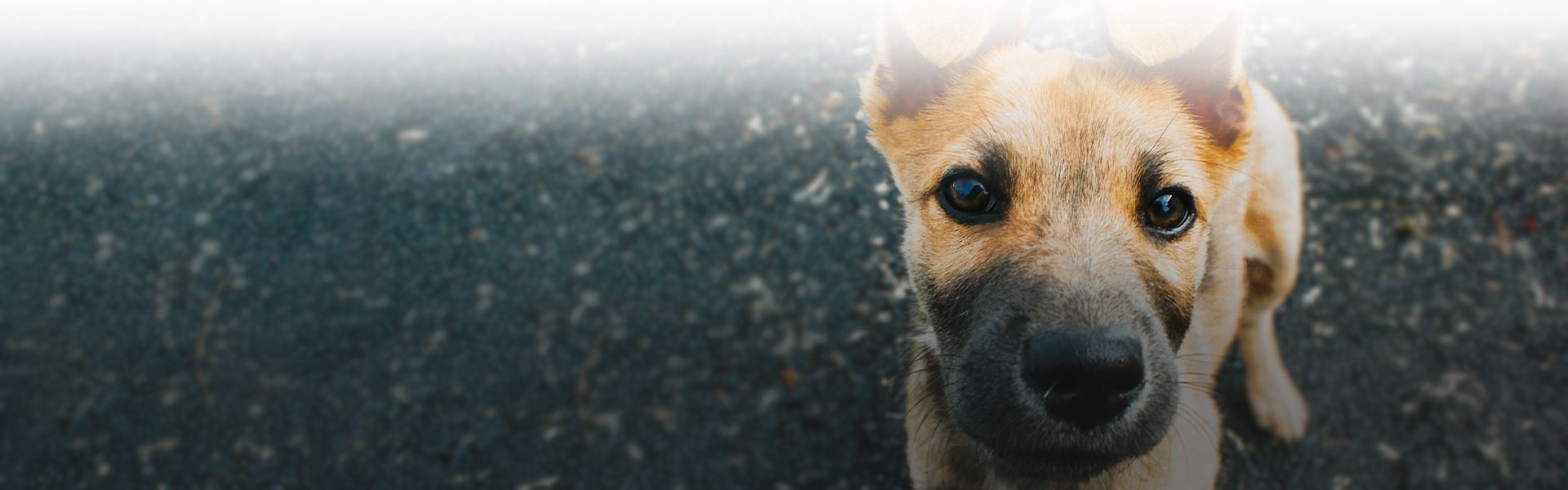 dog looking at the camera on asphalt