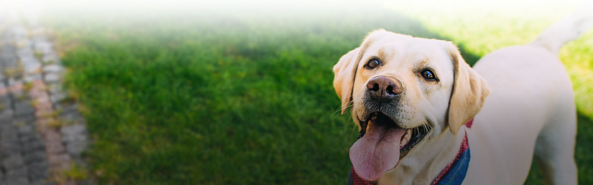 happy labrador dog with tongue sticking out standing on grass with blurred background at culebra creek veterinary hospital and resort