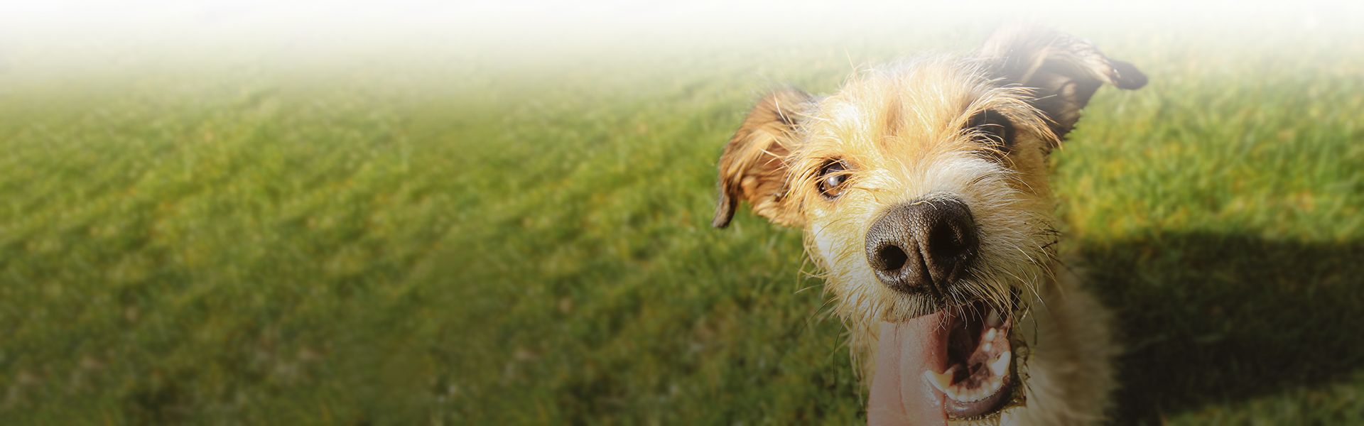 happy dog with tongue out sitting on the grass looking at the camera at culebra creek veterinary hospital and resort