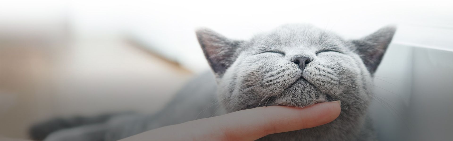 woman's hand stroking gray cat at culebra creek veterinary hospital and resort