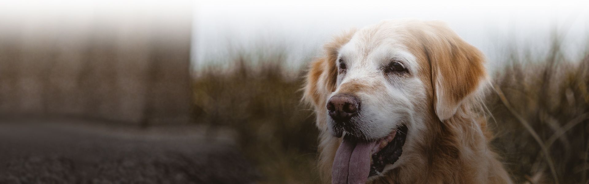 old golden retriever dog at the beach with blurred background