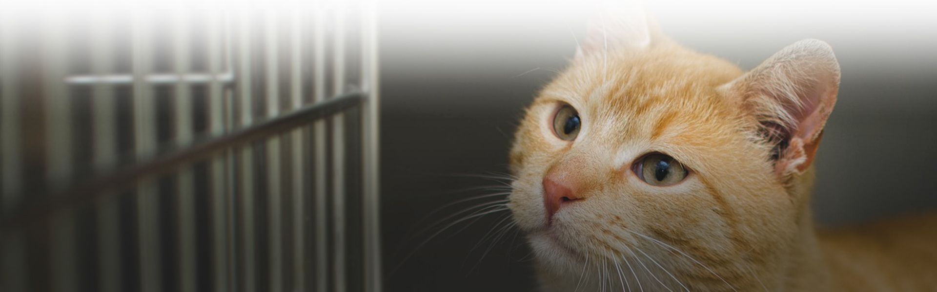 yellow short hair cat with green eyes in a cage at culebra creek veterinary hospital and resort