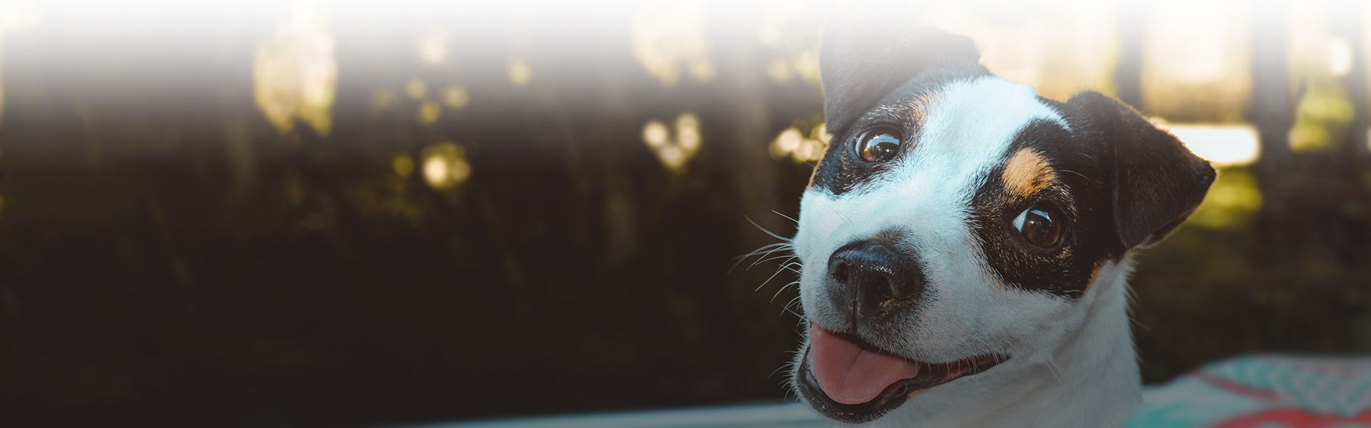smiling jack russell dog at the park 