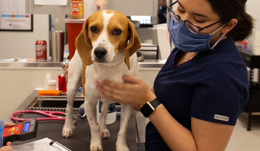 beagle dog being checked by culebra creek veterinary hospital and resort vets for wellness exam