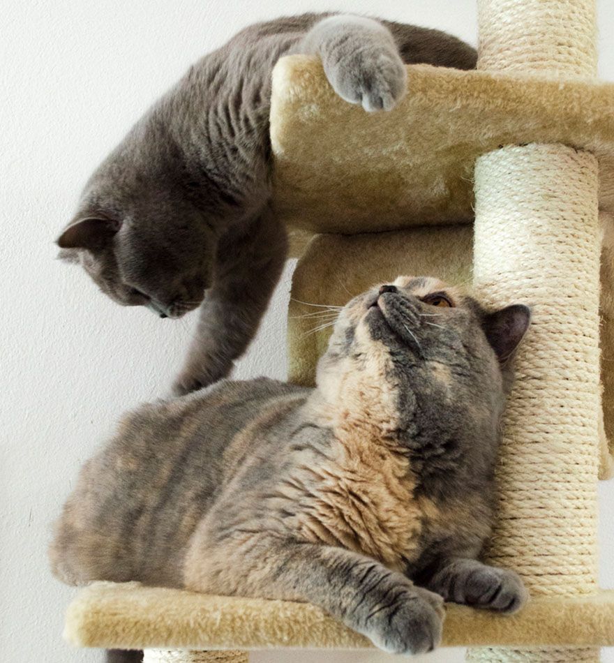 two gray cats playing in a castle cat scratching post in cat boarding at culebra creek veterinary hospital and resort