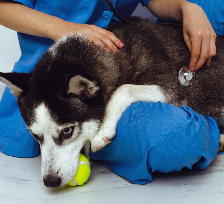 siberian husky dog with a green ball in his mouth being checked by a veterinarian wearing a blue coat with a stethoscope at culebra creek veterinary hospital and resort