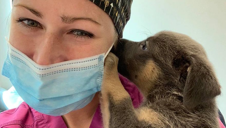 puppy dog licking cheek of culebra creek veterinary hospital and resort veterinarian