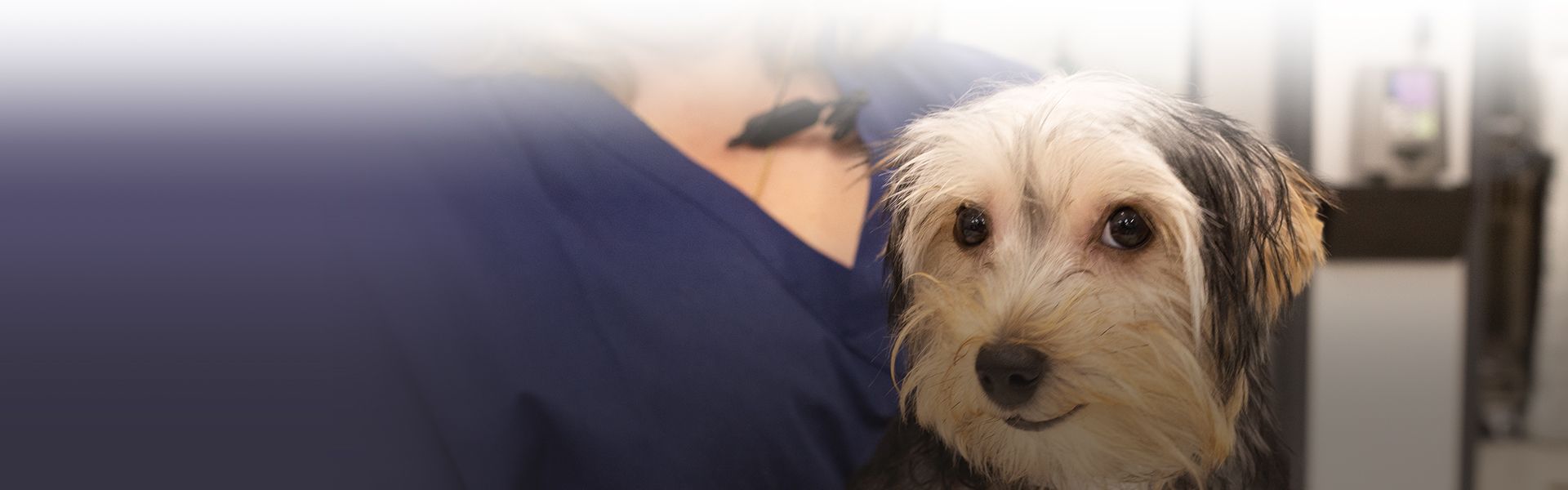 smiling dog watching camera while being checked by culebra creek veterinary hospital and resort vet
