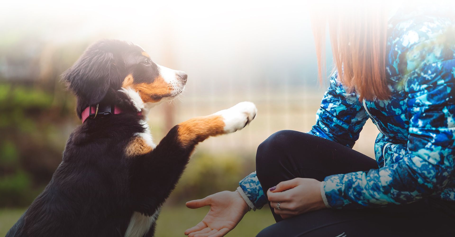 dog giving his paw to a woman for training