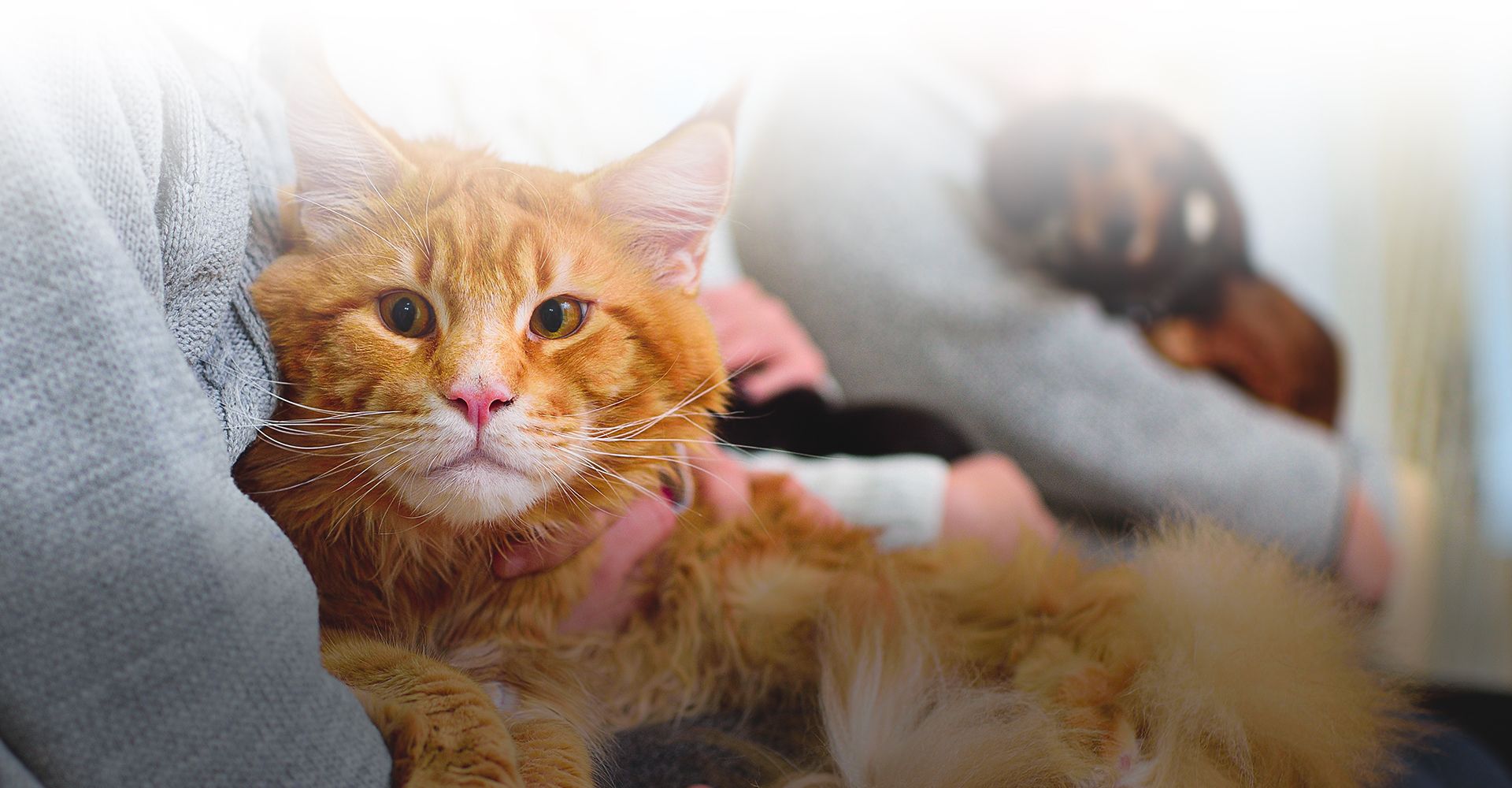 woman wearing a gray sweater with an orange cat in her arms in a veterinary waiting room at culebra creek veterinary hospital and resort