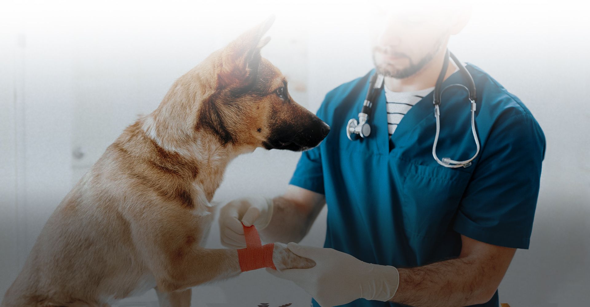 veterinarian wearing blue coat putting bandage on dog's paw for injury at culebra creek veterinary hospital and resort