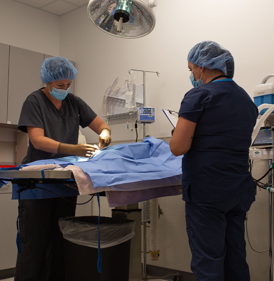 vet performing surgery on patient at culebra creek veterinary hospital and resort